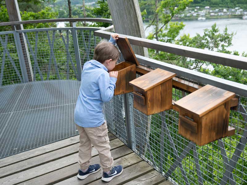 Baumkropnenpfad Hoherodskopf erleben