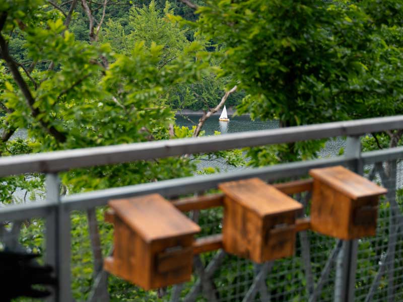 Baumkronenpfad Hoherodskopf erleben