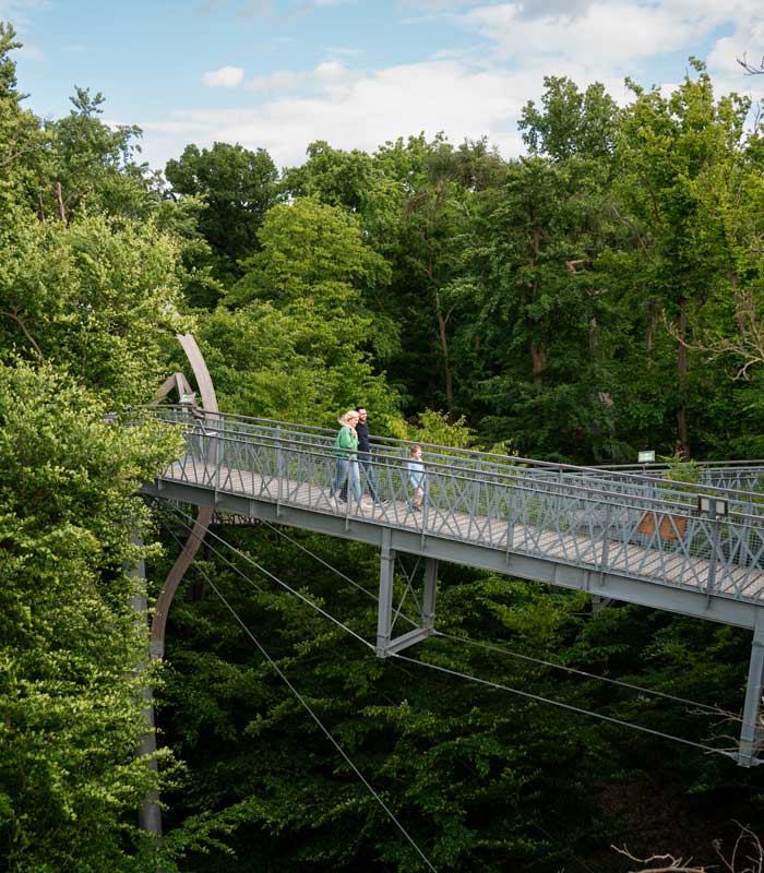 Blick auf den Baumkronenpfad Hoherodskopf