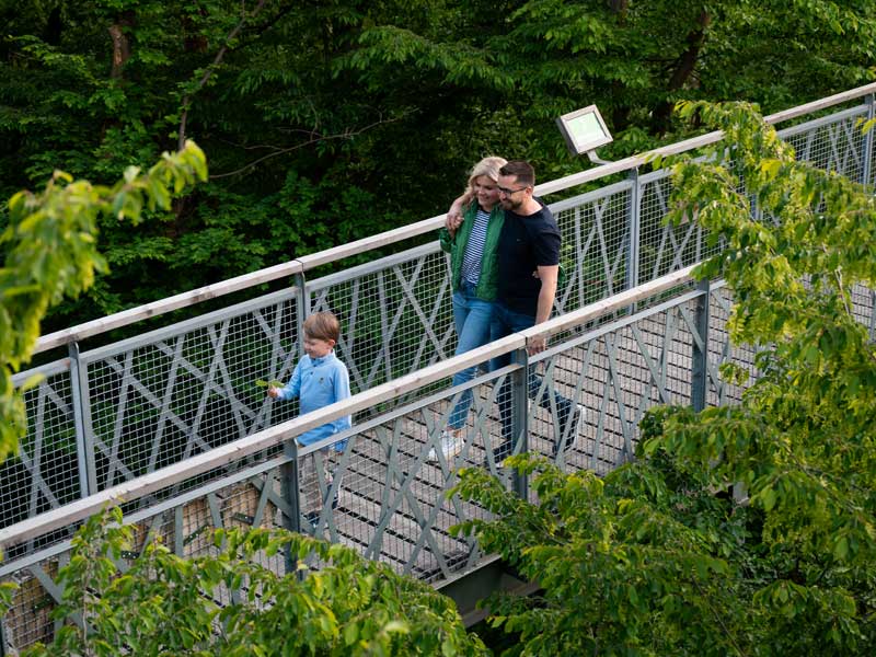 Baumkronenpfad Hoherodskopf erleben