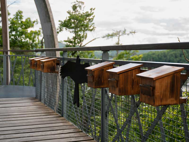 Baumkronenpfad Hoherodskopf erleben