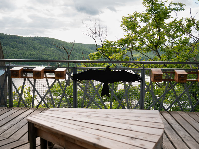 Baumkronenpfad Hoherodskopf erleben
