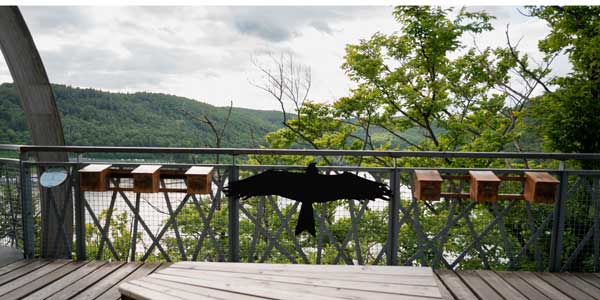 Blick vom Baumkronenpfad auf den Edersee