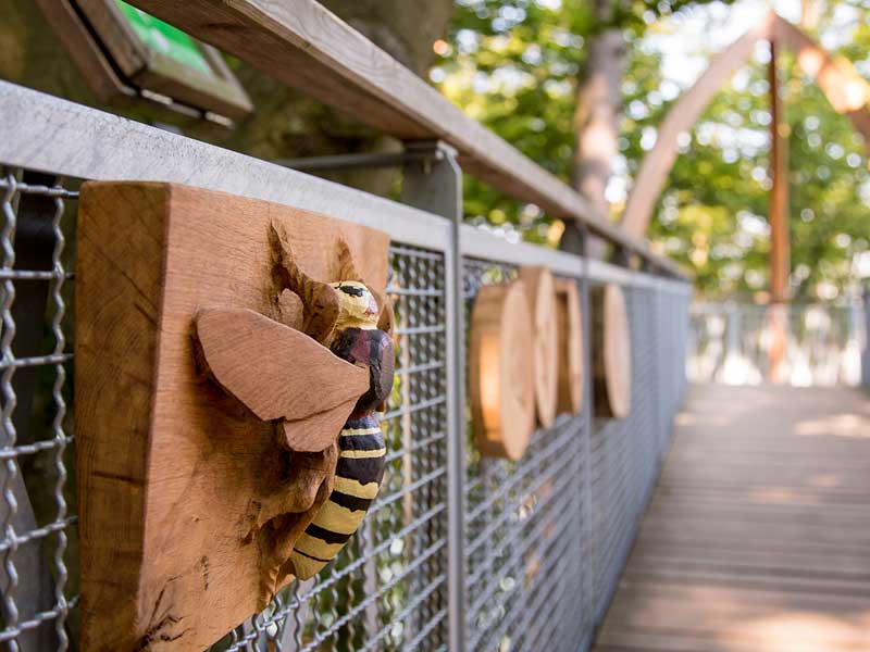 Baumkronenpfad Hoherodskopf erleben