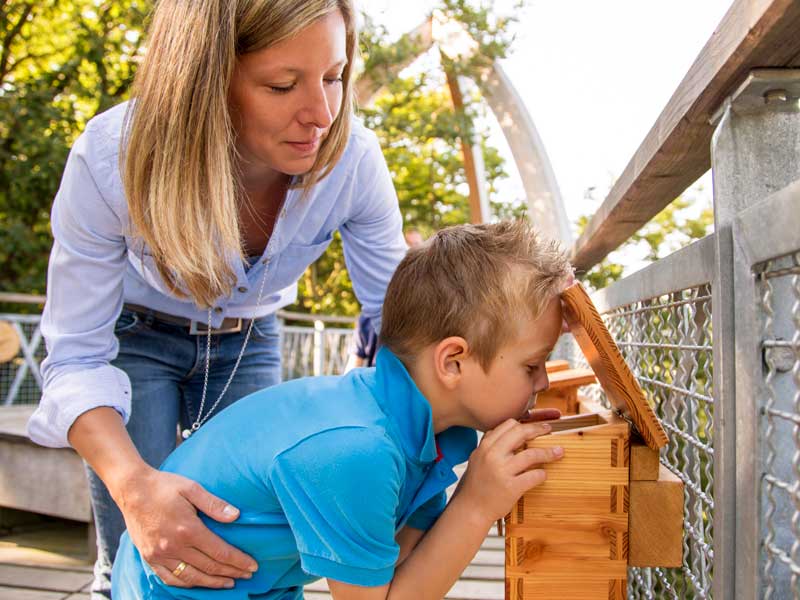 Baumkronenpfad Hoherodskopf erleben