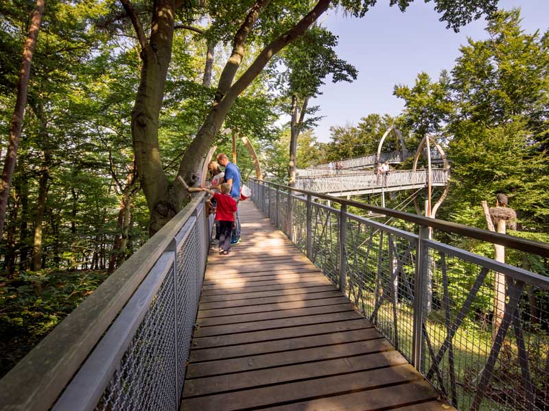 Baumkronenpfad Hoherodskopf erleben