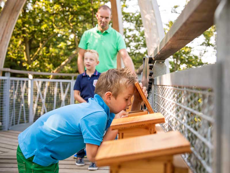 Baumkronenpfad Hoherodskopf erleben